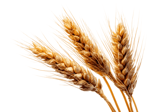 Ripe wheat stalks symbolize harvest, abundance, and nourishment.