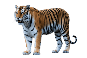 Beautiful bengal tiger isolated on transparent background