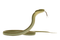 Green snake with tongue out