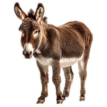 Adorable brown donkey portrait.