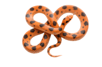 Orange snake with black spots coiled up