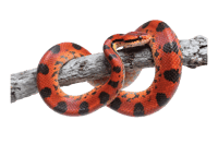 Vibrant corn snake coiled on branch