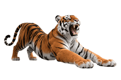 Roaring tiger stretching out its paws