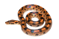 Amazon tree boa coiled up on a transparent background