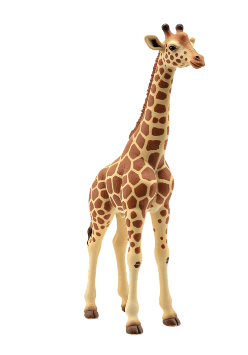 Full body shot of a giraffe with a long neck