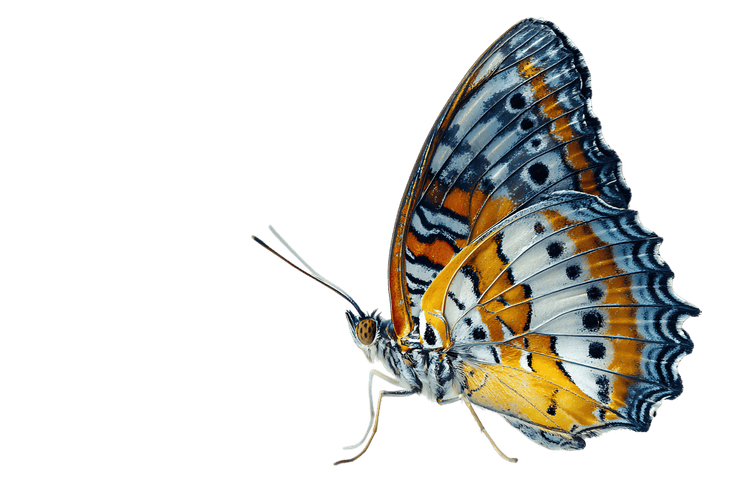 Close up of a vibrant butterfly with intricate wing patterns.