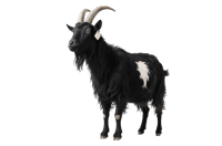 Majestic black goat with horns and white spot