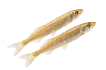Two golden fish with white fins on transparent background
