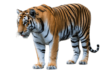 Walking bengal tiger with tongue out