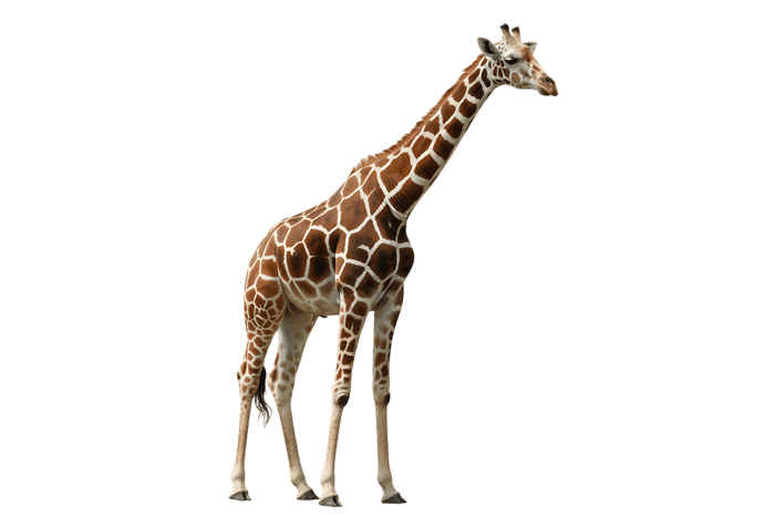 Reticulated giraffe full body shot