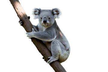 Cute koala climbing on a tree branch