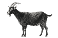 Engraving style illustration of a black goat