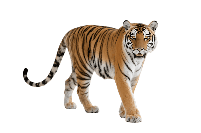 Majestic tiger walking