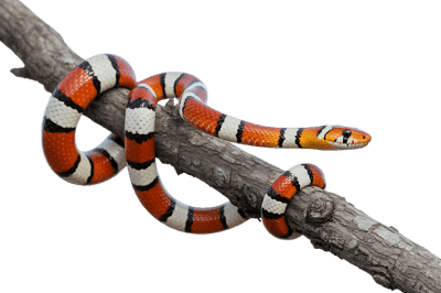 Scarlet kingsnake coiled on branch