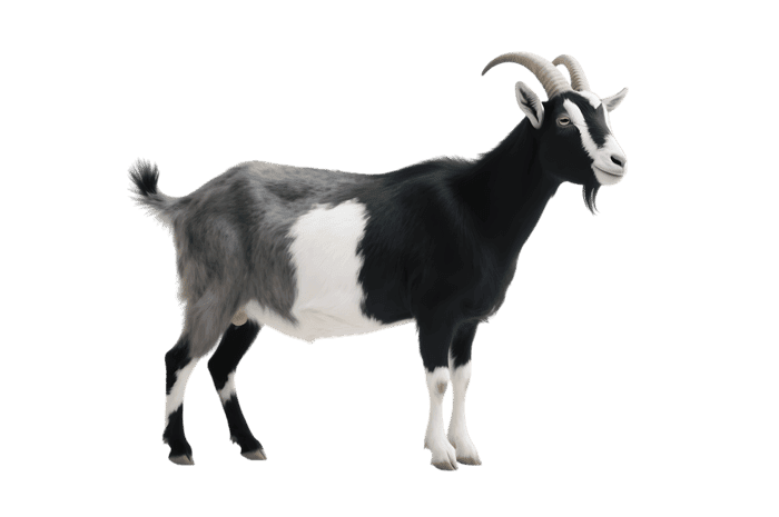 Standing black, gray, and white goat with horns