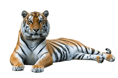 Striking tiger lying down isolated on transparent background