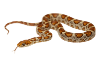Corn snake with orange and brown pattern