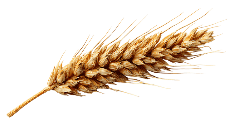 Golden Wheat Ear on Black