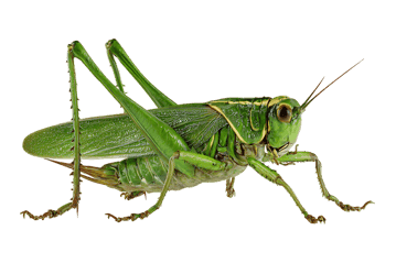 Close up of a vibrant green grasshopper
