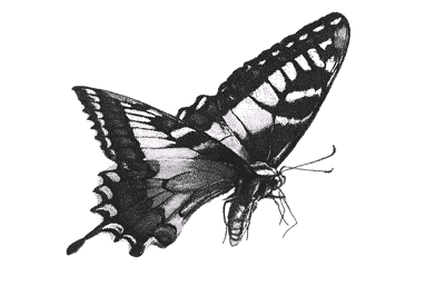 Detailed black and white illustration of a butterfly with intricate wing patterns