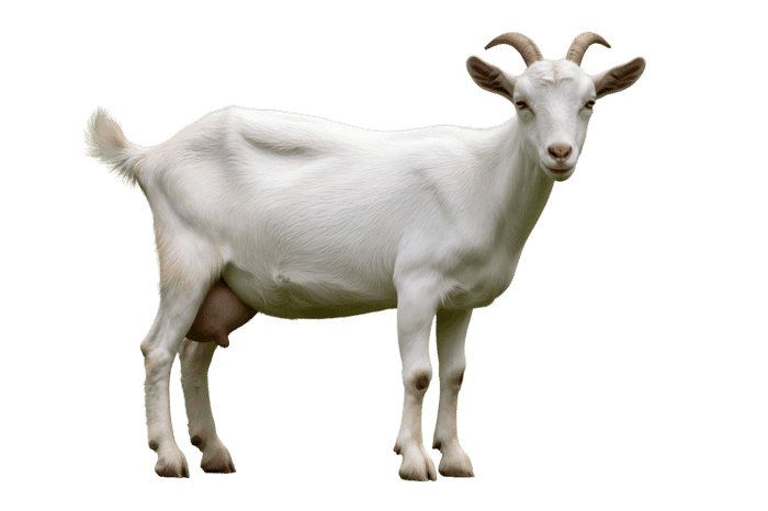 Standing white goat with horns on transparent background