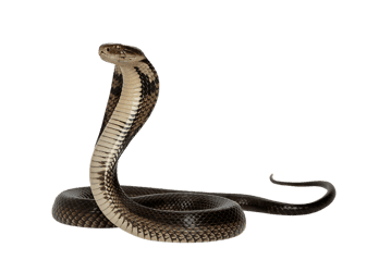 Menacing cobra posed with hood extended