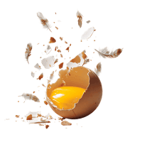 Broken egg yolk with feathers