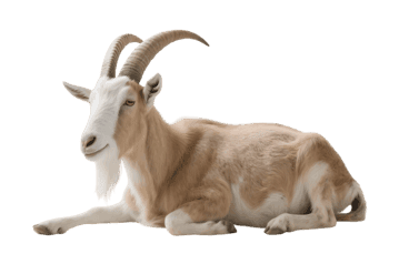 Resting goat with horns, tan fur, and white face