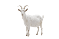 Full body of a white goat with horns isolated on transparent