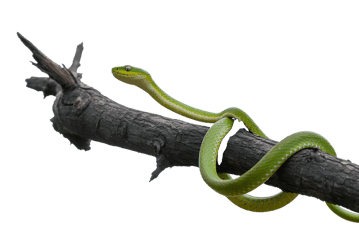 Green snake coiled on branch