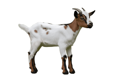 Adorable goat kid with white and brown markings