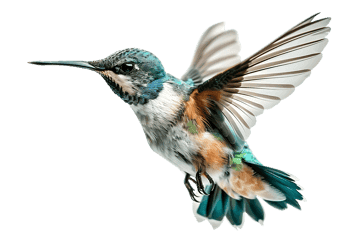 Hummingbird in flight, vibrant colors, nature