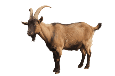 Illustration of a goat with horns