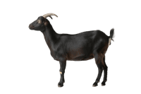 Black goat full body side view