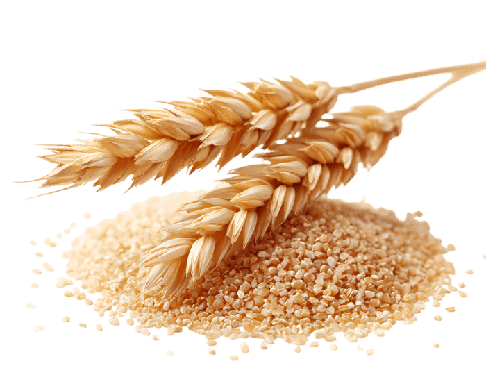 Golden Wheat Grains &amp; Stalks