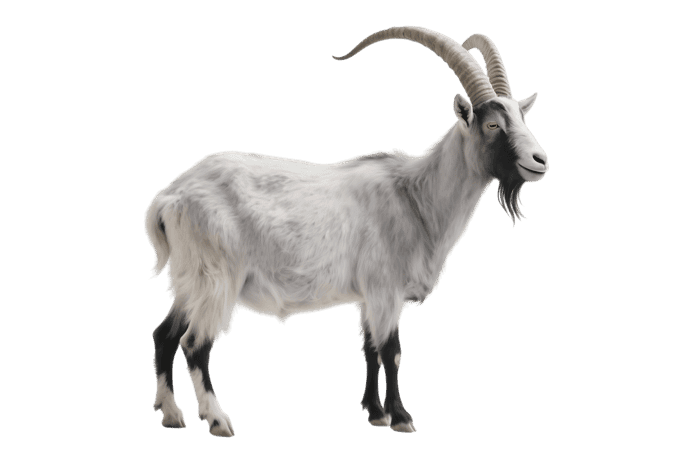 Standing goat with horns on transparent background