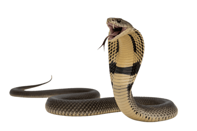 Cobra snake with hood up, mouth open