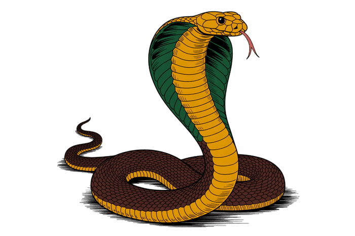 Illustration of a cobra snake with hood up910