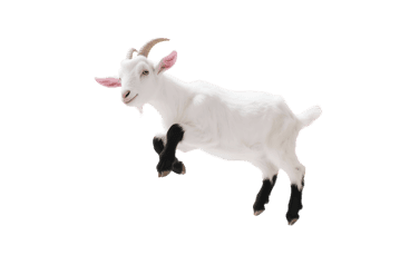 Leaping white goat with black legs