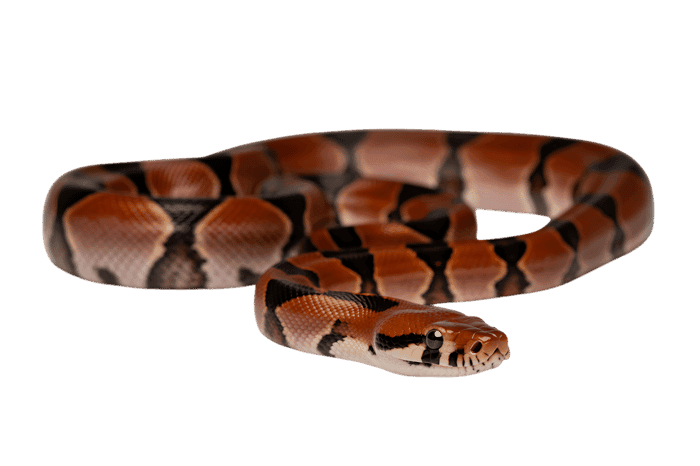Coiled blood python snake