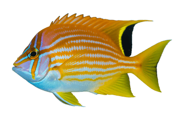 Vibrant and striking tropical fish on transparent background