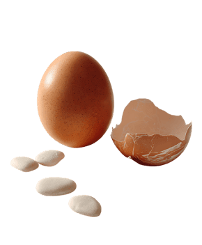 Brown egg, broken shell, white beans.