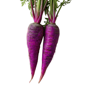 Two vibrant purple carrots with green tops, isolated on black.