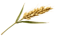 Single stalk of ripe wheat against black background