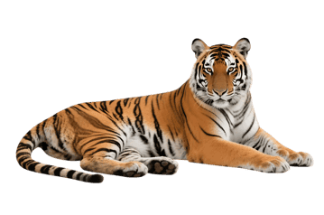 Lying tiger with black stripes465