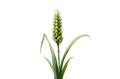 Single stalk of young wheat against black background.