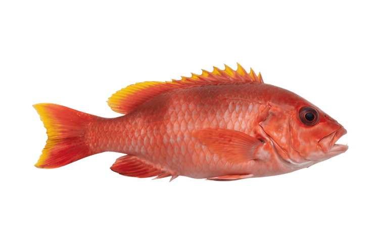 Red fish with yellow fins, a vibrant marine animal