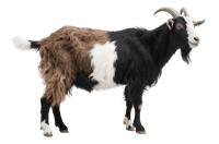 Standing goat with horns and beard