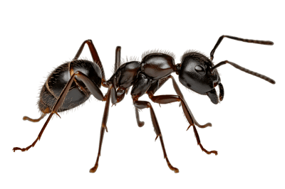 Ant insect on dark surface