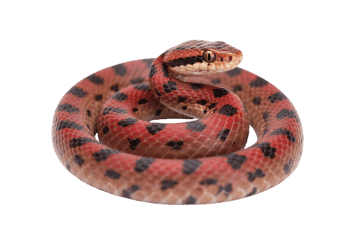 Red spotted snake coiled and ready